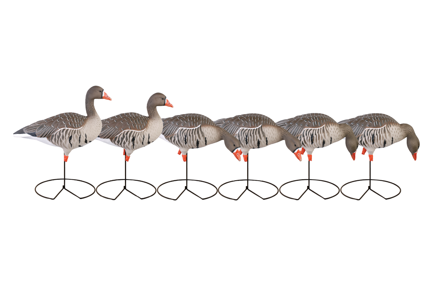 GHG Pro-Grade Full Body Specklebelly Decoys - 6 pack