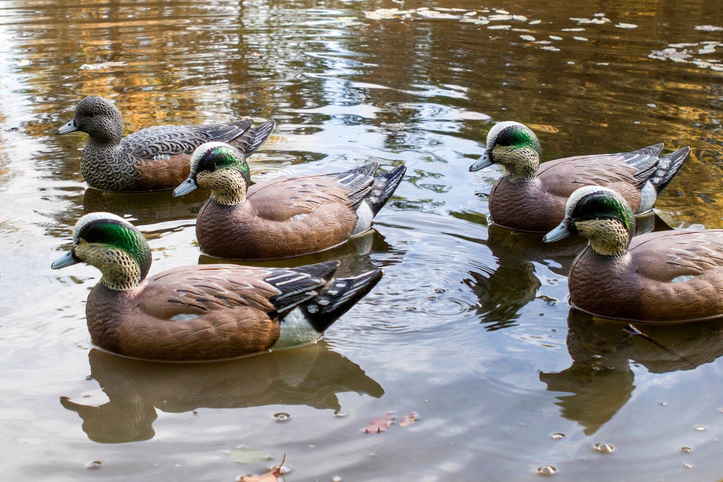 Storm Front 2 Wigeon Floater - 6 Pack