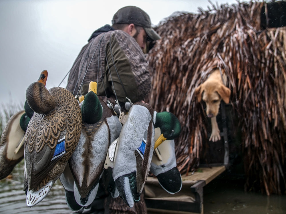 Gunning Series Mallard - 6 Pack
