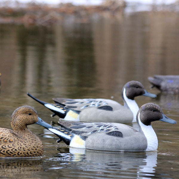 Storm Front 2 Pintails - 6 pack
