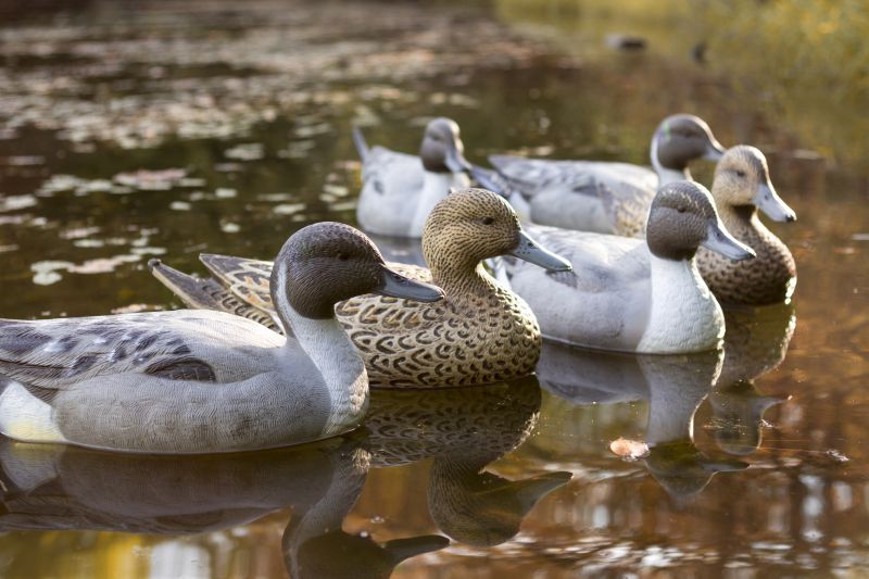Storm Front 2 Pintails - 6 pack