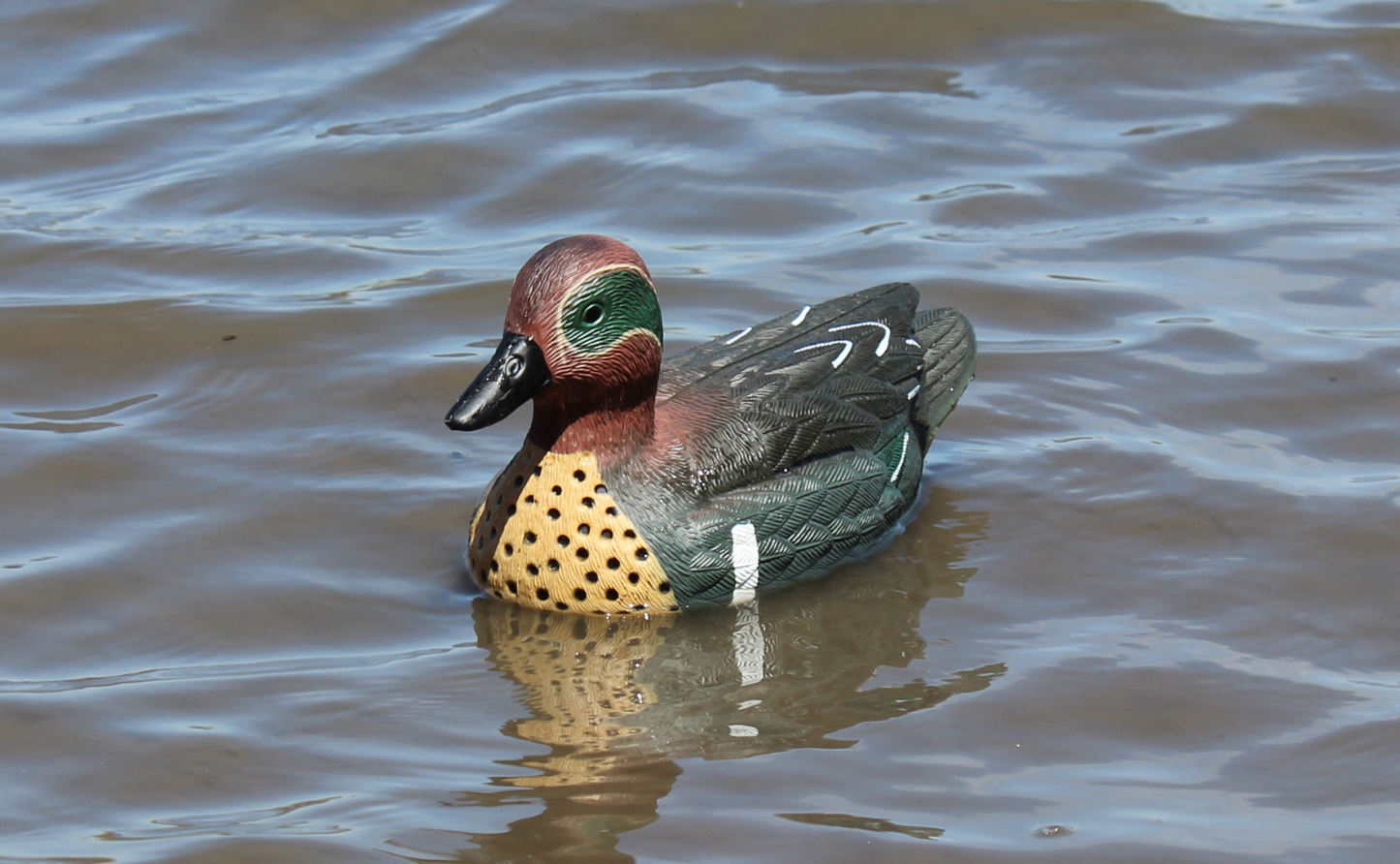 Super Blocks Greenwing Teal Floaters - 12 pack