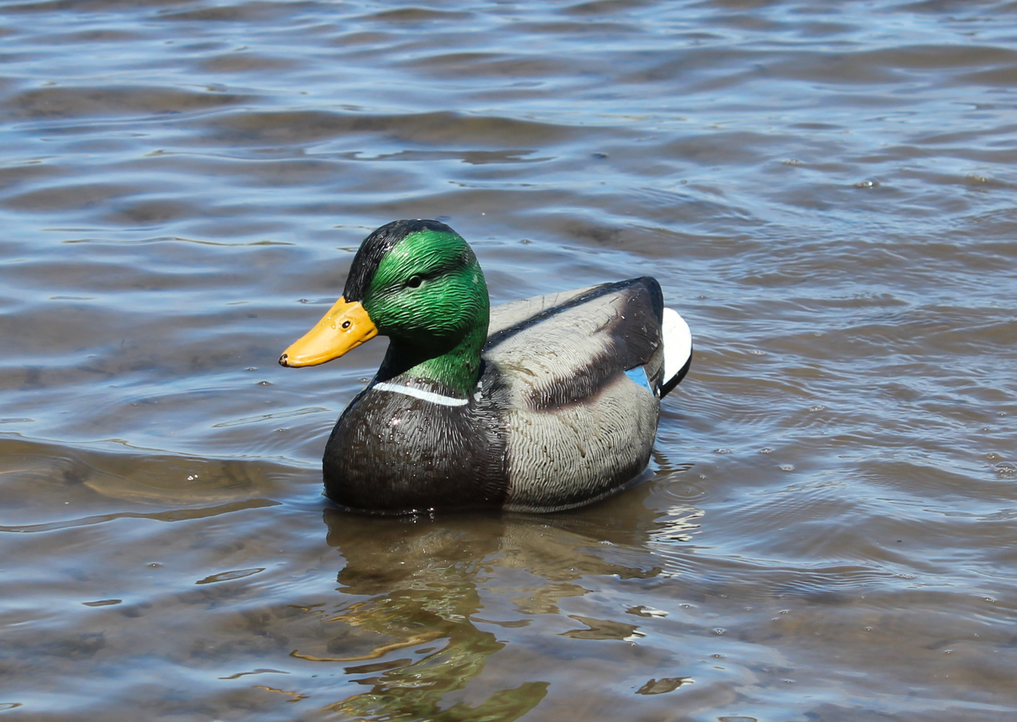 Super Blocks Mallard on water