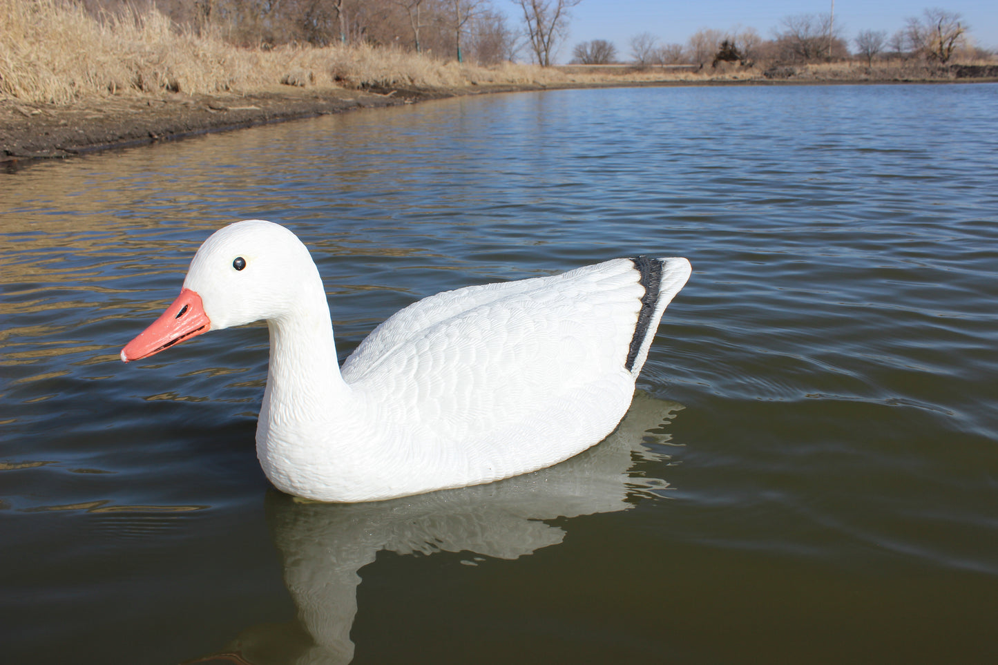 Super Blocks Snow Goose on water