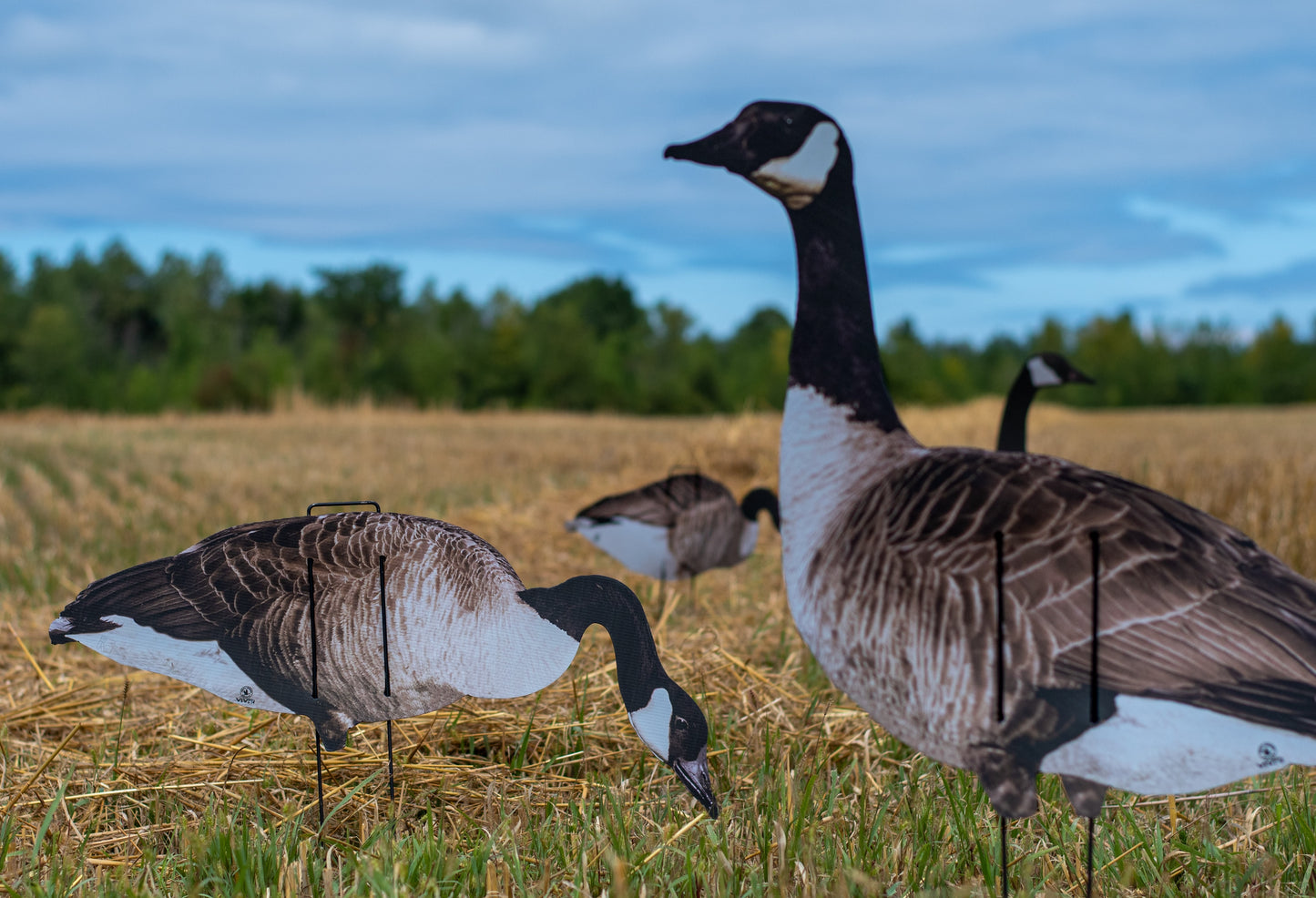 VIVID Series Canada Goose Silos