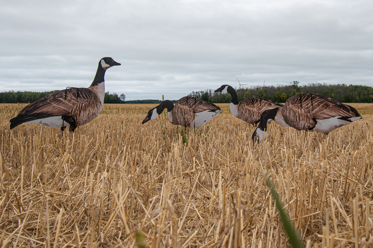 VIVID Series Canada Goose Silos