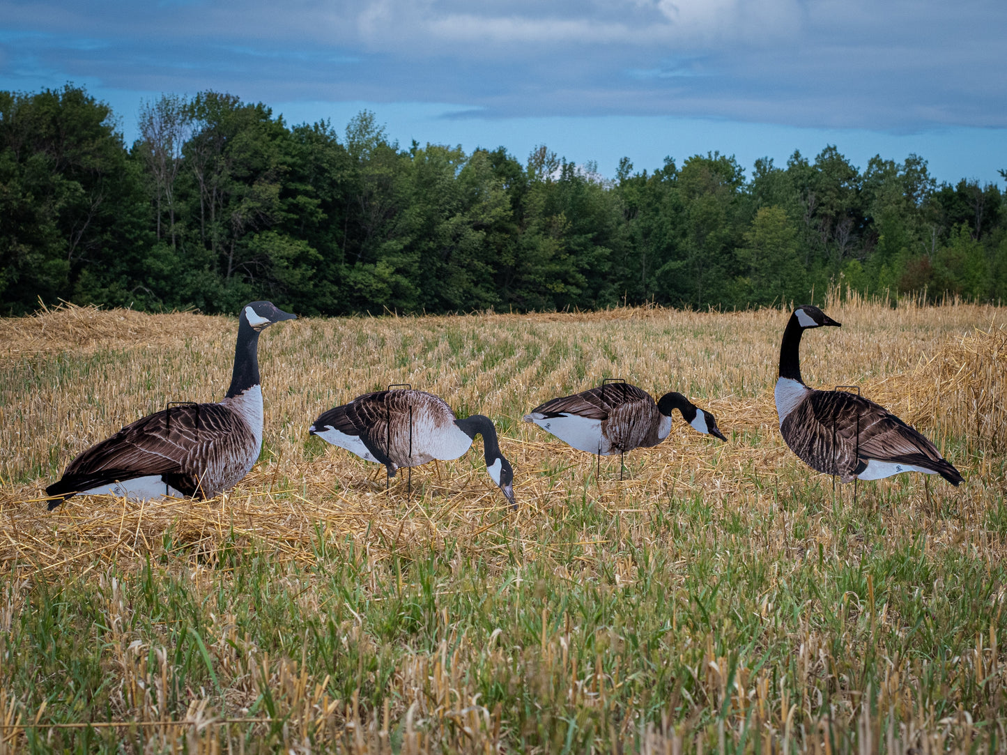 VIVID Series Canada Goose Silos