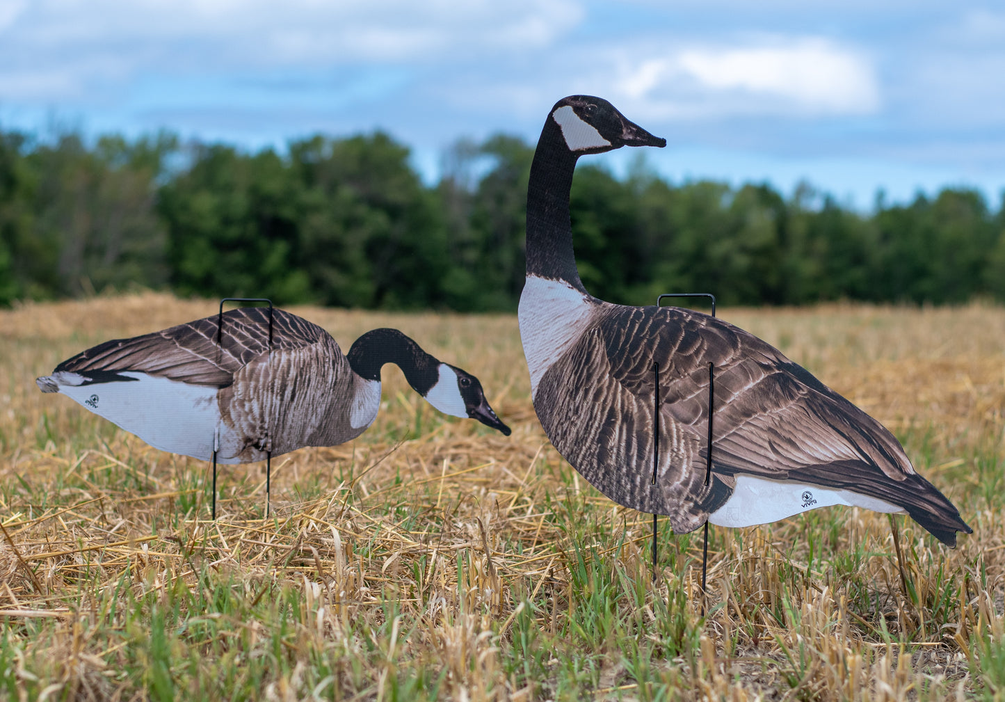 VIVID Series Canada Goose Silos