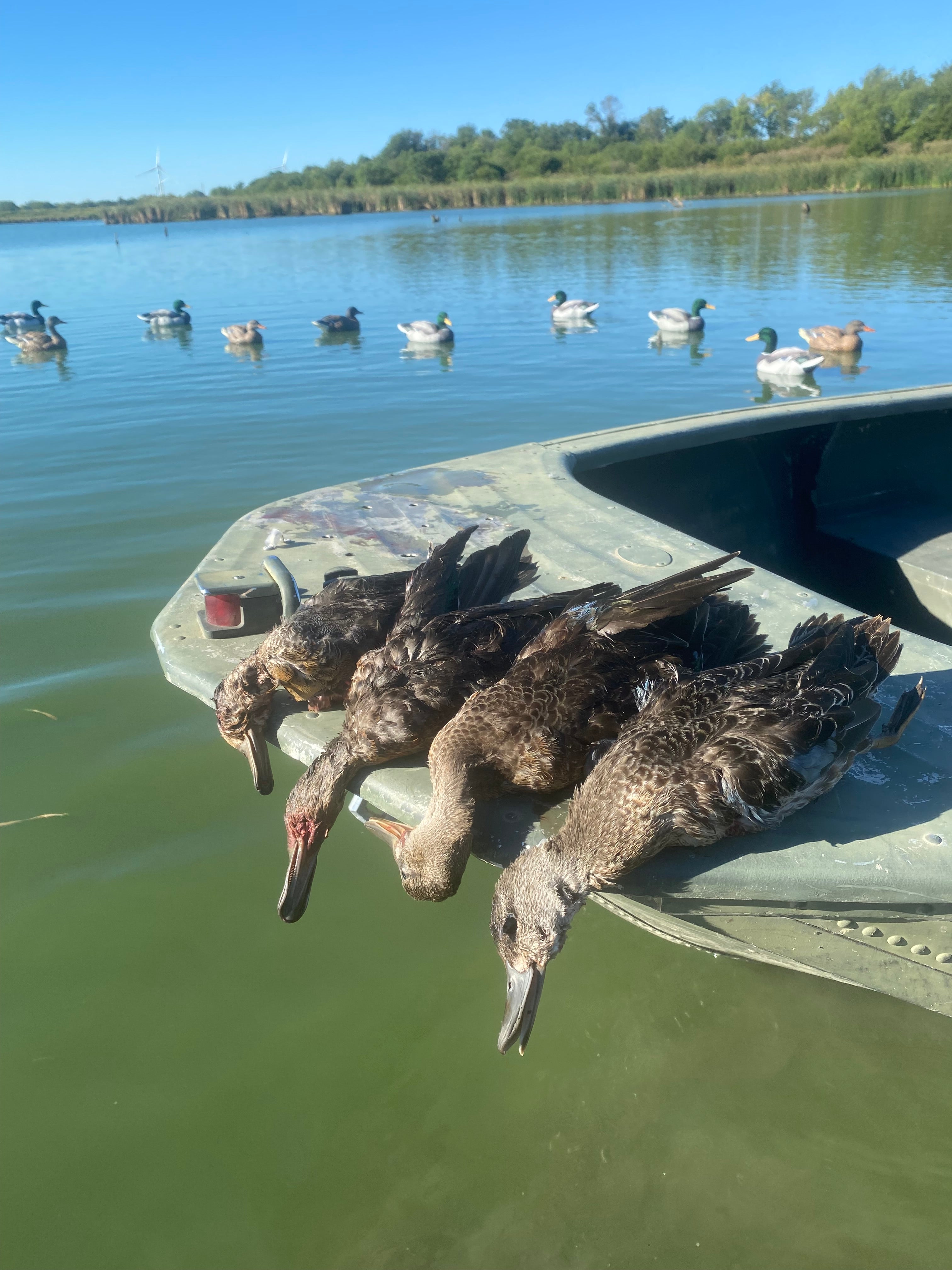 Thoughts on early teal season Decoy Central