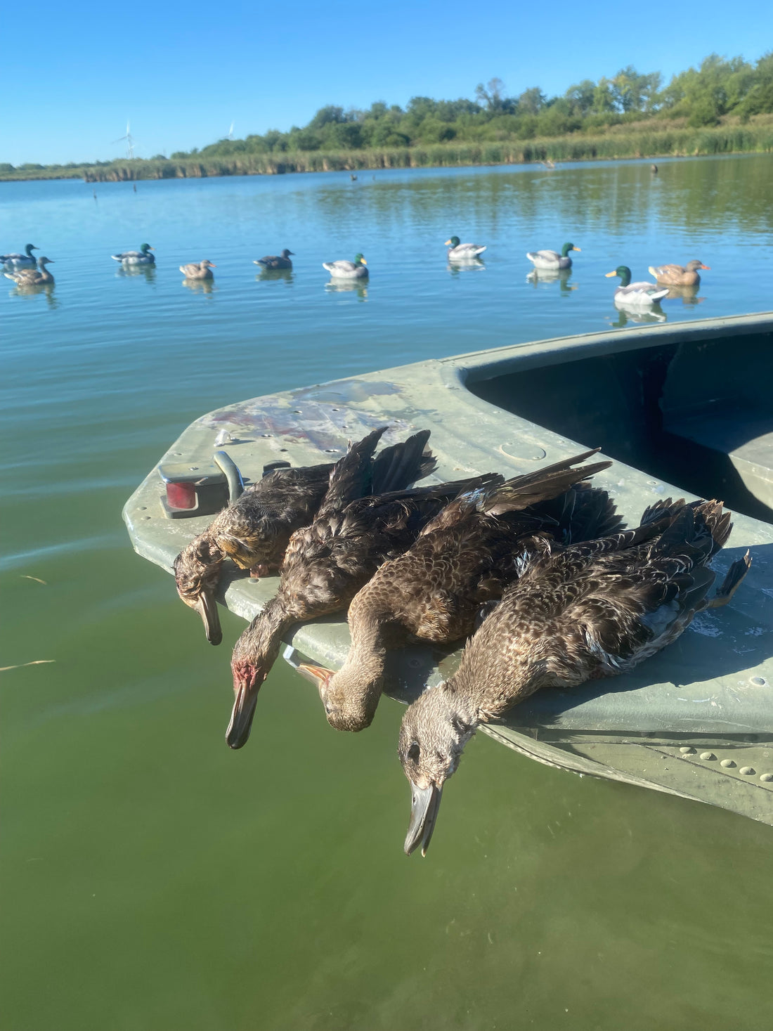 Thoughts on early teal season