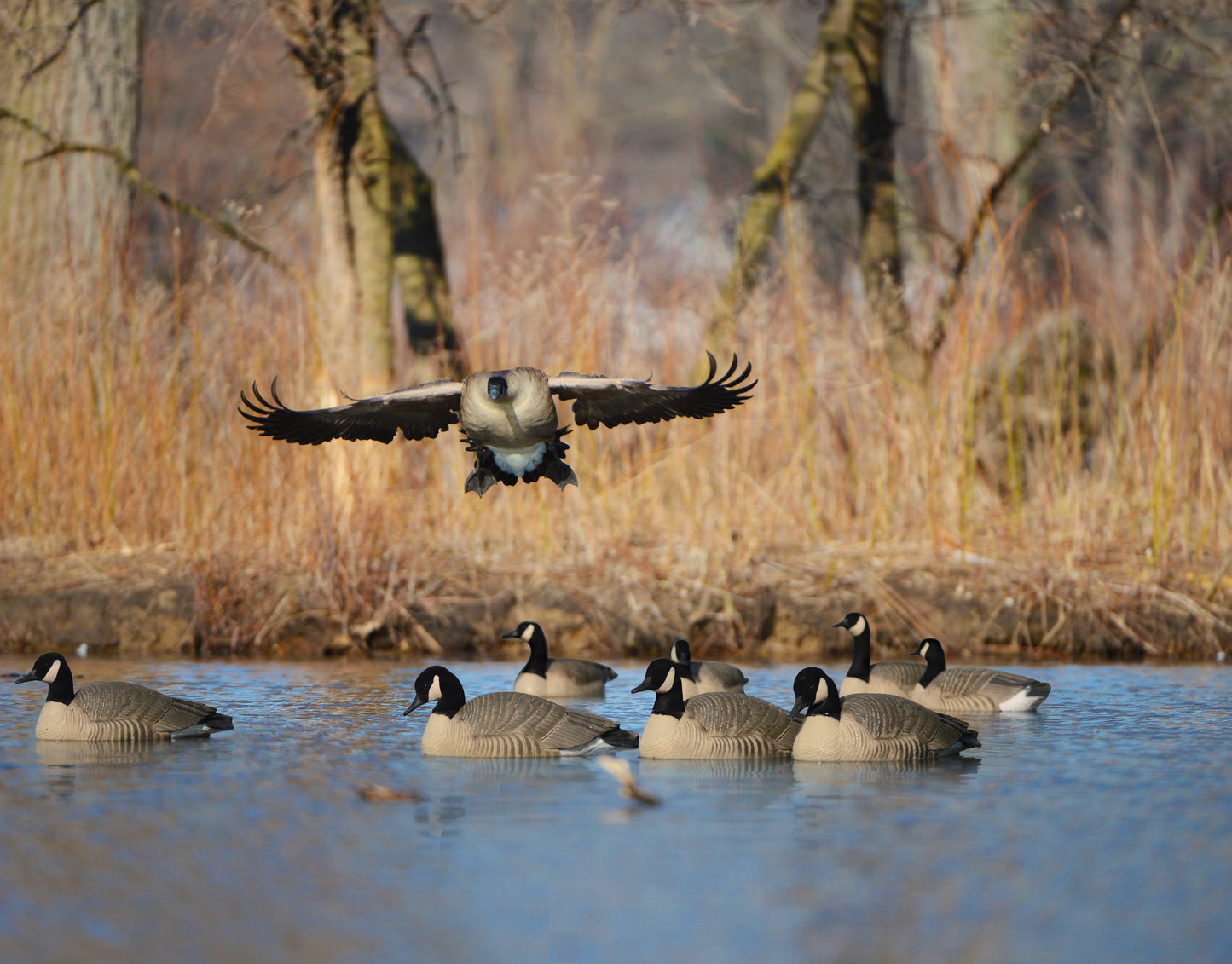 GHG Pro-Grade Honker Floaters - Active pack