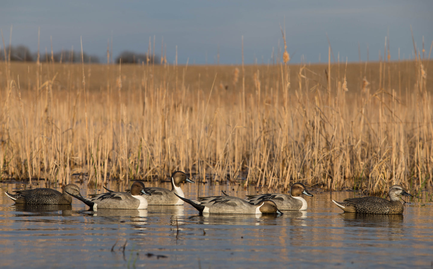 GHG Pro-Grade Pintail Floaters - 6 pack