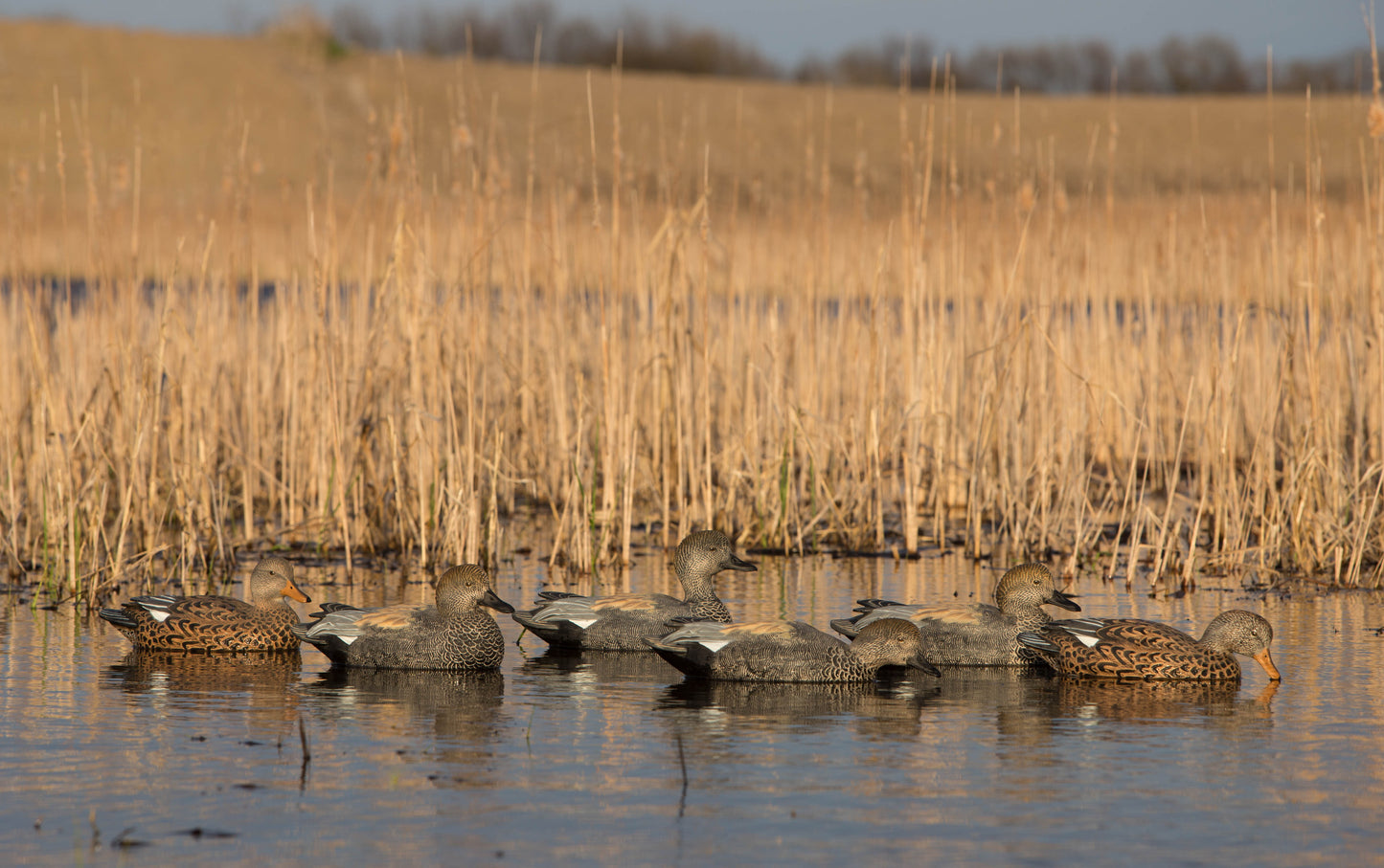 GHG Pro-Grade Gadwall Floaters - 6 pack