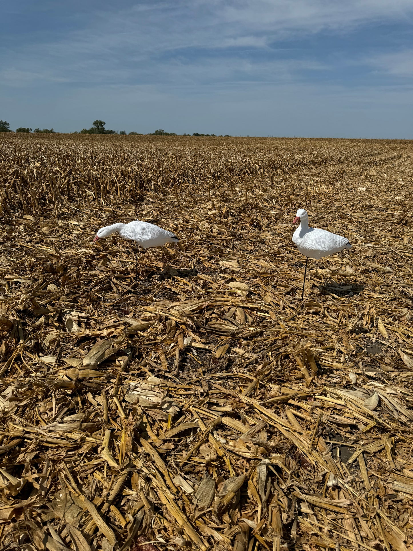 Super Blocks Snow Goose Full Body EVA - 12 pack